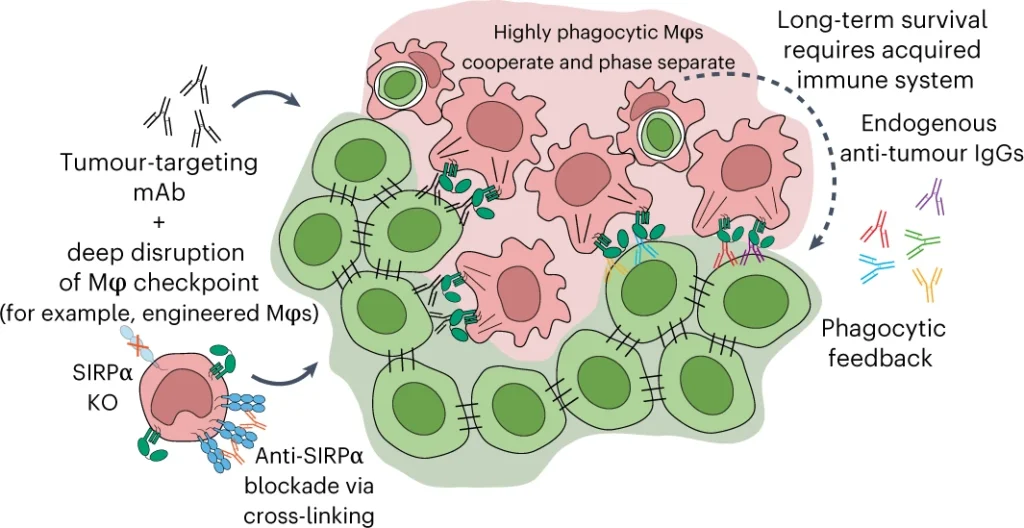 Cooperative phagocytosis of solid tumours by macrophages triggers durable anti-tumour responses