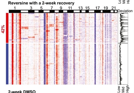 Genetic heterogeneity in p53-null leukemia increases transiently with spindle assembly checkpoint inhibition and is not rescued by p53